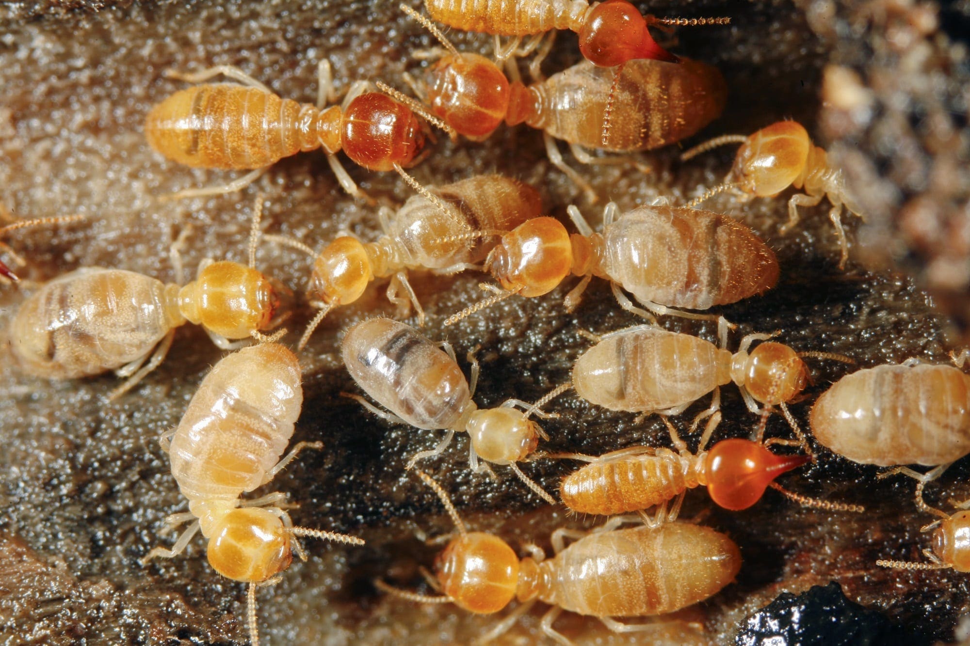 Termites… and They Are Hungry!